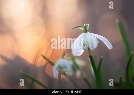 Chutes de neige communes au coucher du soleil. Galanthus nivalis - fleurs de goutte de neige au début du printemps dans le parc. Flou, fond de printemps. Banque D'Images