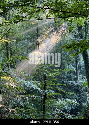 Rayons du soleil ou lumière du soleil venant à travers les arbres dans une forêt en Allemagne Banque D'Images