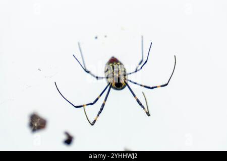 une araignée dans une toile Banque D'Images