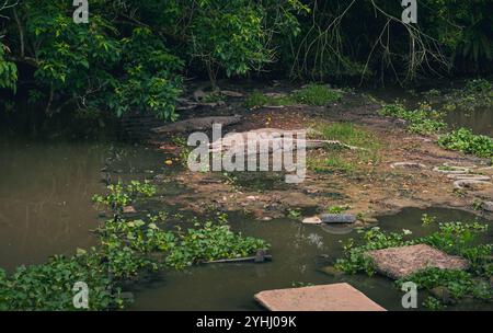 Les crocodiles d'eau salée se détendent, prennent un bain de soleil et profitent du soleil au centre d'élevage de crocodiles Tritip à balikpapan Banque D'Images