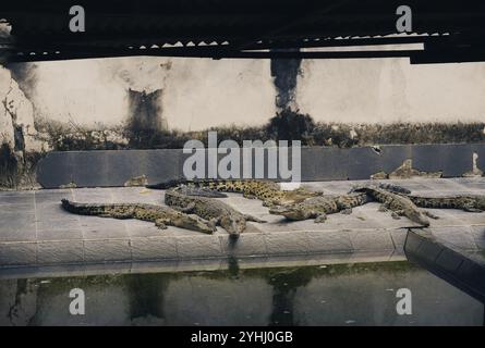 Les crocodiles d'eau salée se détendent, prennent un bain de soleil et profitent du soleil au centre d'élevage de crocodiles Tritip à balikpapan Banque D'Images