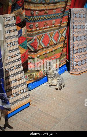 Chat dans une place de marché à Essaouira Banque D'Images