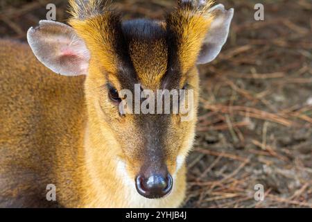 Cerf au repos avec des fourrures courtes sur un sol forestier Banque D'Images