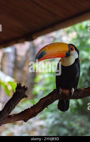 Toucan coloré perché gracieusement sur une branche d'arbre Banque D'Images