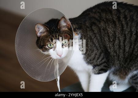 chat gris domestique dans un cône avec une plaie sur la tête Banque D'Images