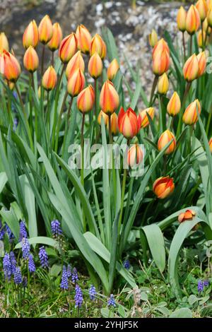 Tulipa orphanidea Whittallii Group, Tulipa whittallii, Whittallii Group, fleurs en forme de coupe, pointues, pétales orange brûlés, jaune pâle à l'extérieur Banque D'Images