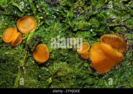 Scutellinia scutellata (champignon des cils) se trouve principalement sur le bois pourri et le sol humide. Il semble avoir une distribution mondiale. Banque D'Images