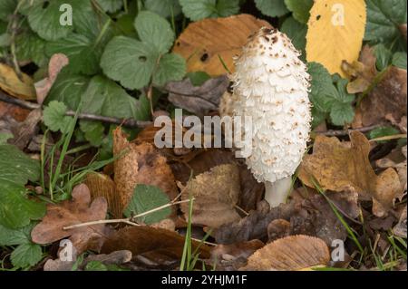 Gros plan d'un champignon coprinus comatus poussant au milieu des feuilles tombées pendant la saison automnale Banque D'Images