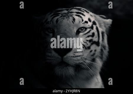 Potrait de tigre blanc qui a des yeux brillants venant des ombres Banque D'Images