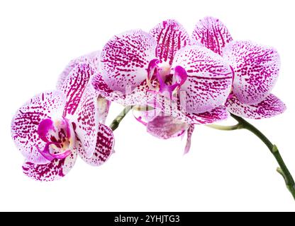 Branche de la belle orchidée rose Phalaenopsis isolée sur blanc Banque D'Images