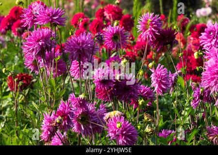 Dahlias jardin automne mélangé Banque D'Images