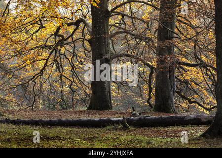 Hêtres (Fagus sylvatica) rétroéclairés par une lumière automnale dorée, North Pennines, Teesdale, County Durham, Royaume-Uni Banque D'Images