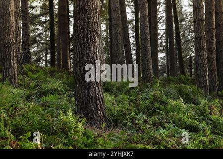 Bracken (Pteridium aquilinum) couvrant un plancher boisé dans une forêt de pins, North Pennines, Teesdale, comté de Durham, Royaume-Uni Banque D'Images