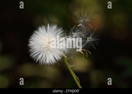 Graines de Crassocephalum rubens soufflant par le vent, les légumes sauvages comestibles et l'herbe d'Afrique Banque D'Images