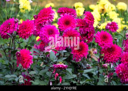 Parterre de fleurs de jardin de dahlias Banque D'Images