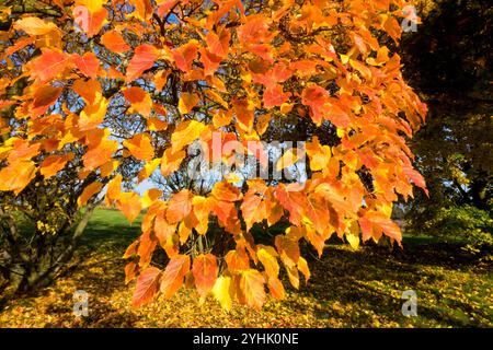 Amur Maple Autumn Acer 'Ginnala' Sunny Day Sun le temps dans les feuilles de jardin a changé de couleur Banque D'Images