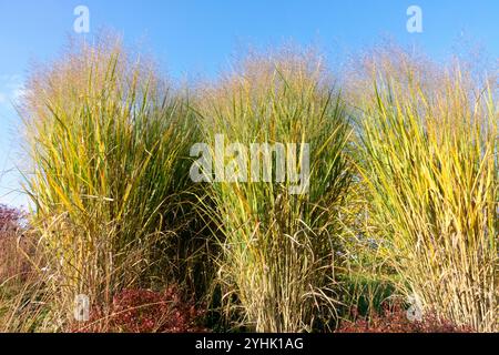 Switchgrass Panicum virgatum 'nuage d'orage' Switch Grass Panicum automne Banque D'Images