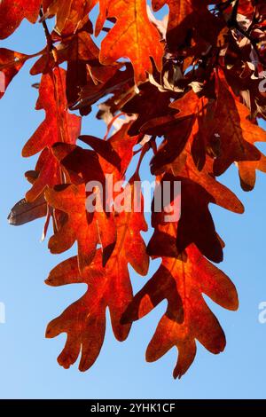 Quercus alba 'Indian Summer' Northern Ridge White Oak feuillage Stave Oak couleur automnale Forked-Leaf Charter Oak feuilles d'automne Red Turn Red Oak feuilles de chêne Banque D'Images