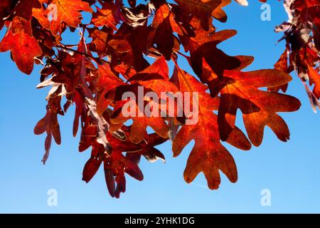 Chêne blanc Quercus alba 'été indien' automne feuilles de chêne rouge Banque D'Images