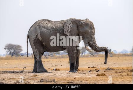 Éléphant d'Afrique (Loxodonta africana), tronc reposant sur une défenses, drôle, Parc national de Nxai Pan, Botswana Botswana Banque D'Images