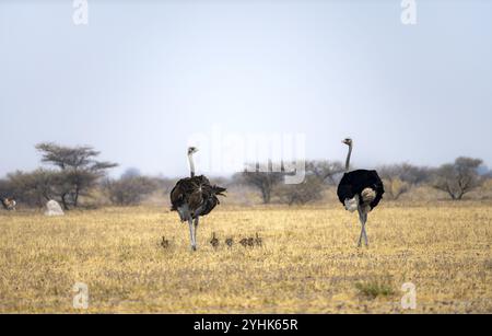 Autruche commune (Struthio camelus), femelle adulte et mâle avec six jeunes, poussins, famille animale, savane africaine, Parc national de Nxai Pan, Botswana, AF Banque D'Images