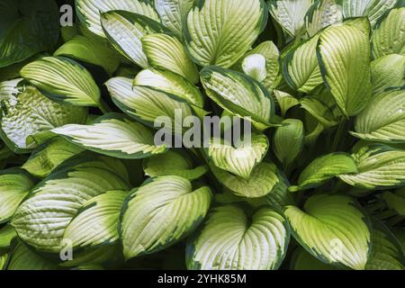 Gros plan de la plante Hosta avec des feuilles de forme ovée et panachées à bords étroits en été, Québec, Canada, Amérique du Nord Banque D'Images