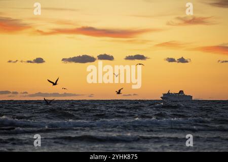 Ferry Gotland accompagné de mouettes naviguant vers la ville hanséatique de Visby après le coucher du soleil, île de Gotland, mer Baltique, Suède, Europe Banque D'Images