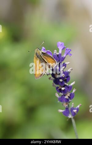 Grand skipper (Ochlodes venatus), ramassant le nectar d'une fleur de lavande commune (Lavandula angustifolia), gros plan, macro photographie, Wilnsdorf, Banque D'Images