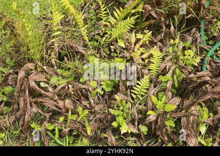 Gros plan de plantes mixtes, y compris Ptéridophyta, Fern et feuilles d'Hosta séchées devenues brunes et fanées à cause du manque d'arrosage à la frontière en été, au Québec Banque D'Images