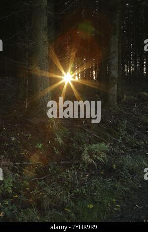 Coucher de soleil, étoile de soleil à travers une forêt de pins sombres, Wilnsdorf, Rhénanie du Nord-Westphalie, Allemagne, Europe Banque D'Images