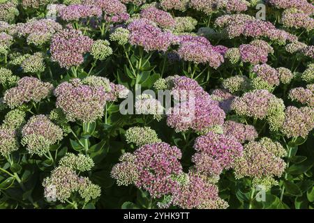 Gros plan de Sedum Spectabile, Showy Stonecrop en été, Québec, Canada, Amérique du Nord Banque D'Images