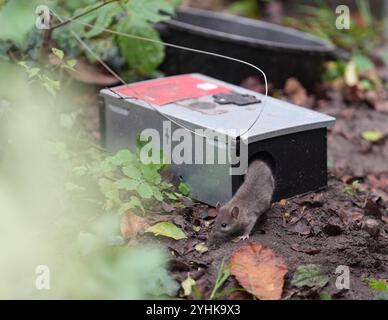 Elmshorn, Allemagne. 12 novembre 2024. Un rat sort d'un piège à rats à côté de poubelles dans un quartier résidentiel. Crédit : Marcus Brandt/dpa/Alamy Live News Banque D'Images