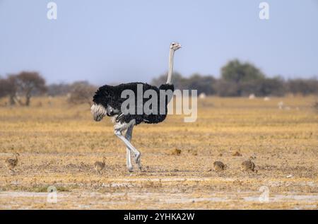 Autruche commune (Struthio camelus), mâle adulte avec jeunes, poussins, famille animale, savane africaine, parc national de Nxai Pan, Botswana, Afrique Banque D'Images