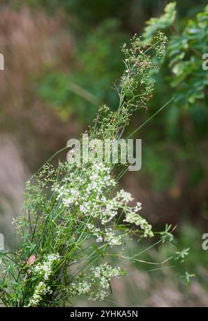 GALIUM ALBUM White Bedpaille Banque D'Images