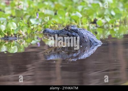 Caïman à lunettes (Caiman crocodilus yacara), crocodile (Alligatoridae), crocodile (Crocodylia), tête, portrait d'animaux, réflexion, Pantanal, intérieur, Banque D'Images