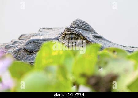 Caïman à lunettes (Caiman crocodilus yacara), crocodile (Alligatoridae), crocodile (Crocodylia), gros plan, très proche, portrait animal, oeil, Pantanal Banque D'Images