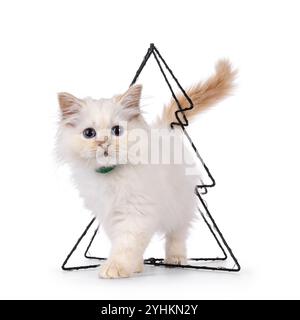 Chaton chat Sacred Birman mignon rouge pointu, debout à travers la décoration d'arbre de noël en fil de fer. Vue directe sur l'appareil photo avec des yeux bleus spécifiques à la race. Banque D'Images