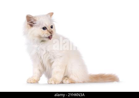 Chaton chat Sacred Birman mignon rouge pointu, assis sur le côté. Lécher la fourrure sur le dos avec la langue. Loin de l'appareil photo. Isolé sur un dos blanc Banque D'Images