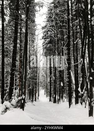 Une scène hivernale tranquille avec un chemin bordé de grands arbres couverts de neige fraîche. L'atmosphère apaisante de la forêt est sereine et paisible, per Banque D'Images