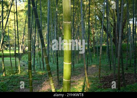 forêt de bambous vert dans l'après-midi ensoleillé dans le jardin Banque D'Images