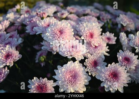 grappe de fleurs de chrysanthèmes rose clair fleurissent dans l'après-midi ensoleillé Banque D'Images