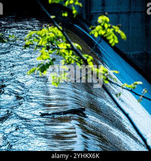 Écoulement de l'eau au-dessus du barrage avec branche d'arbre au premier plan Banque D'Images