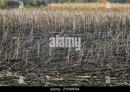 Restes de tiges de tournesol dans le champ après la récolte. Paysage agricole. Concept de culture et d'agriculture. Conception pour affiche, papier peint, fond d'écran Banque D'Images