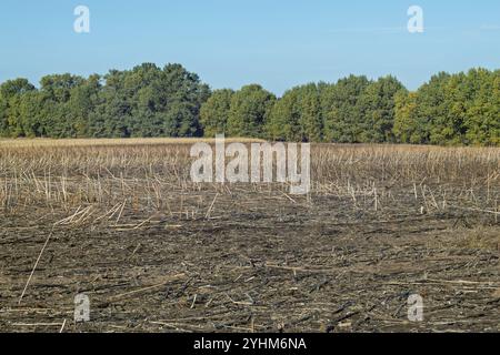 Restes de tiges de tournesol dans un champ après récolte avec une forêt en arrière-plan. Paysage agricole. Concept de culture et d'agriculture. Conception pour Banque D'Images