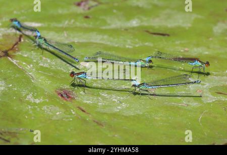 Petites paires de damselfly aux yeux rouges ou de petites paires de Redeye - Erythromma viridulum Banque D'Images