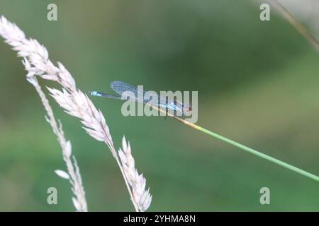 Petit Damselfly aux yeux rouges ou petit Redeye mâle - Erythromma viridulum Banque D'Images