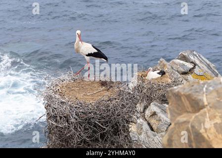 Störche brüten an der Felsküste au Portugal Banque D'Images