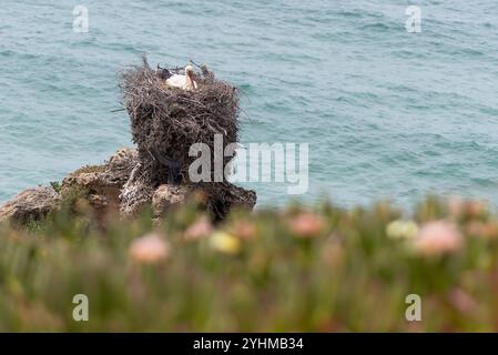 Störche brüten an der Felsküste au Portugal Banque D'Images