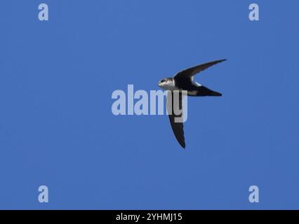 Swift à gorge blanche (Aeronautes saxatalis) Banque D'Images