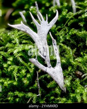 Fructifications du champignon chandelier (Xylaria hypoxylon) de la forêt du sud du Palatinat (Rhénanie-Palatinat), Allemagne en octobre. Banque D'Images